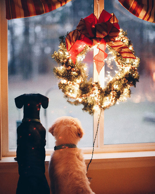 Two dogs looking out the window at Christmas with a glowing wreath above them.