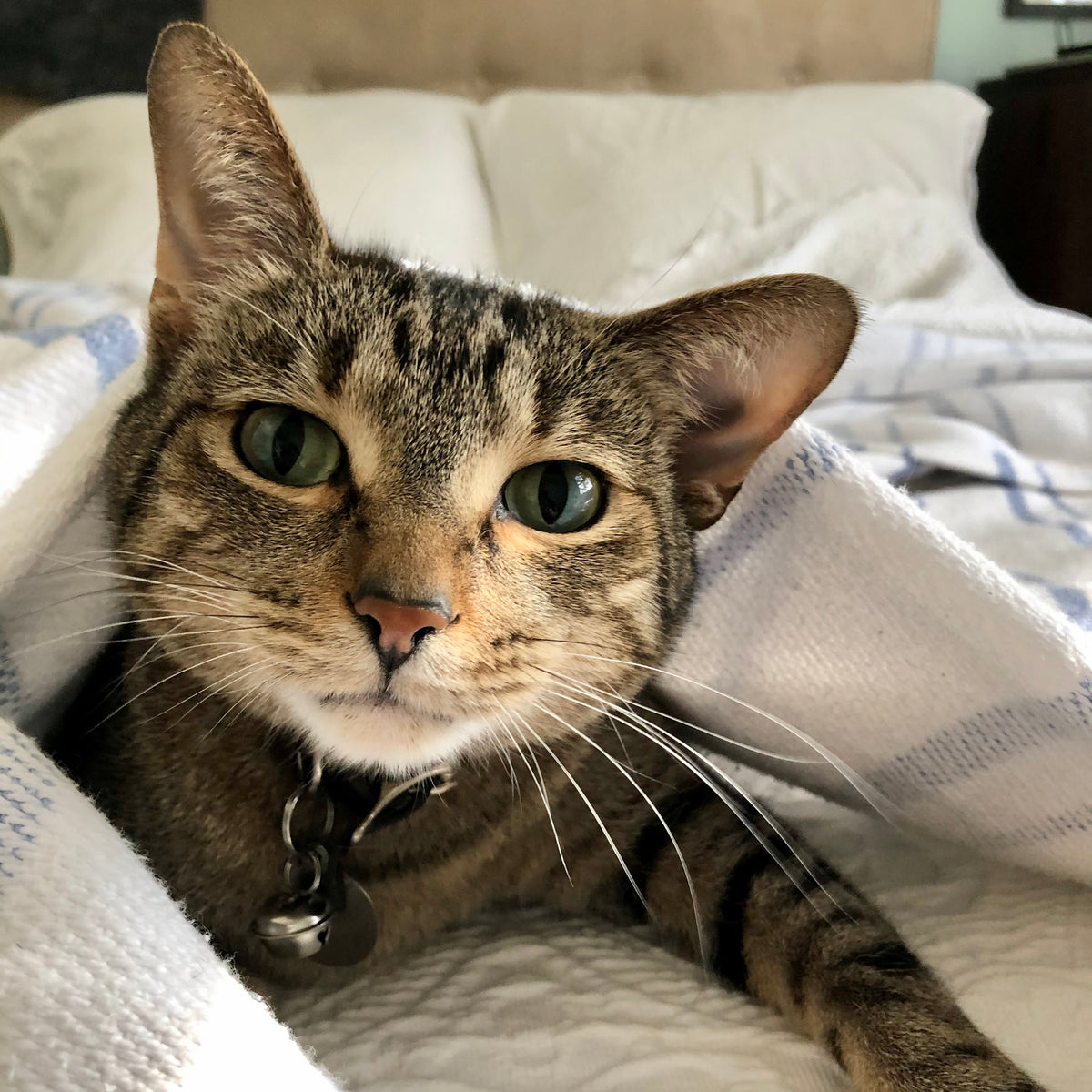 Tabby Cat peek out from under a blanket