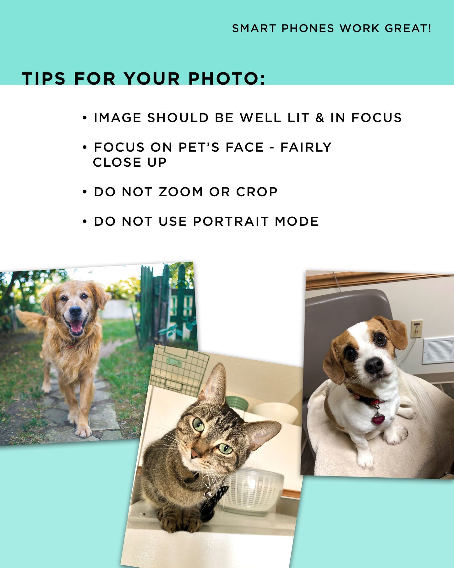 Custom Dog Portrait photo tips - Transit Design